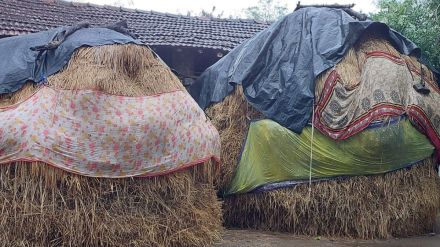 Over 1588 hector farming land affected by unseasonal rains in November