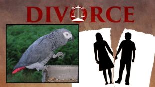 divorce stuck due to parrot