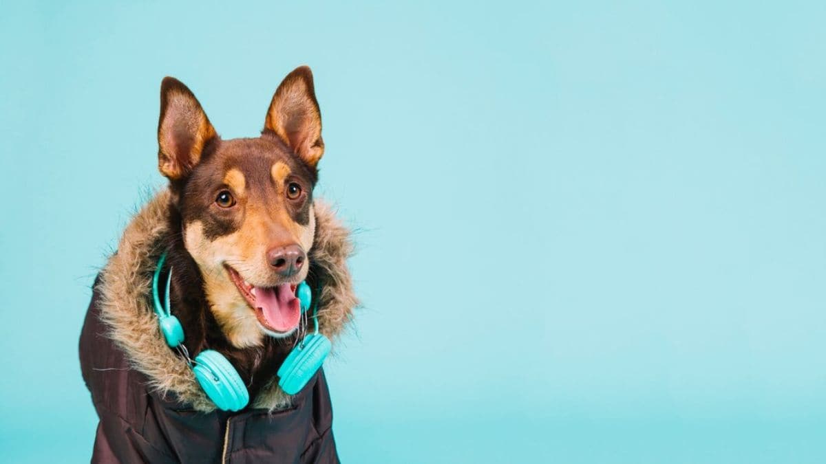 dog singing arjit sings song viral video