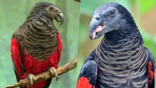 dracula-parrots