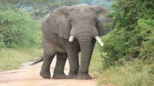 old woman died attack by elephants