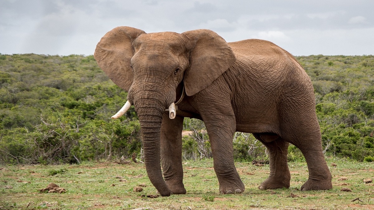 death of elephant wadhona