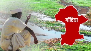 Chance of unseasonal rain today 1200 hectares damage Gondia farmers