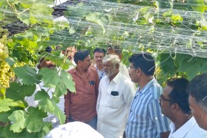 Farmers devastated Severe damage pre-season grape Unseasonal rain Nashik