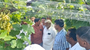 Farmers devastated Severe damage pre-season grape Unseasonal rain Nashik