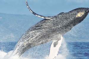 arabian sea humpback whales