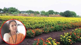 Flower farmers are in trouble due to plastic flowers supriya sule support famers