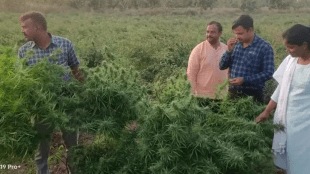 Action against farmer Cultivation cannabis fields Turi buldhana