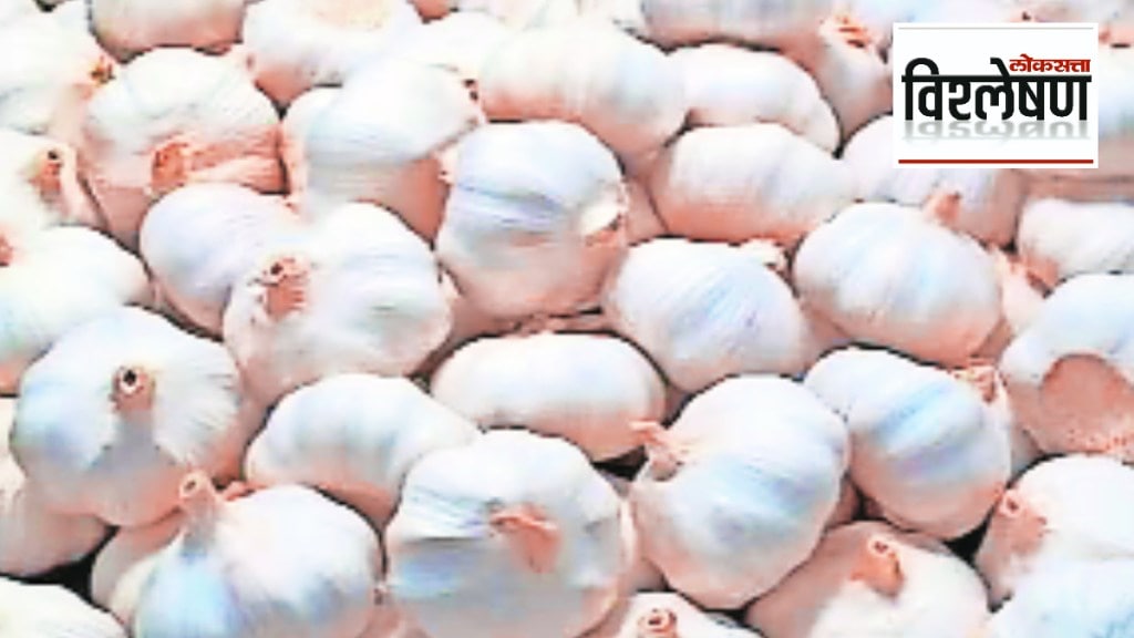 Loksatta explained Why is garlic expensive in Maharashtra