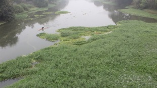 Eradication of Panvellis Godavari herbicide spraying followed sewage causing polluted water nashik