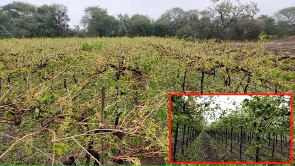maharashtra grape growers loss 15 thousand crore due to hailstorm unseasonal