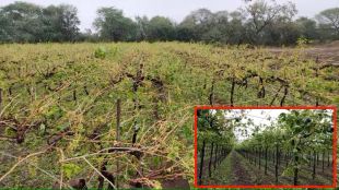 maharashtra grape growers loss 15 thousand crore due to hailstorm unseasonal