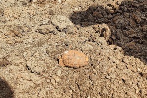 old hand grenades found excavations Baner area work of metro line underway pune