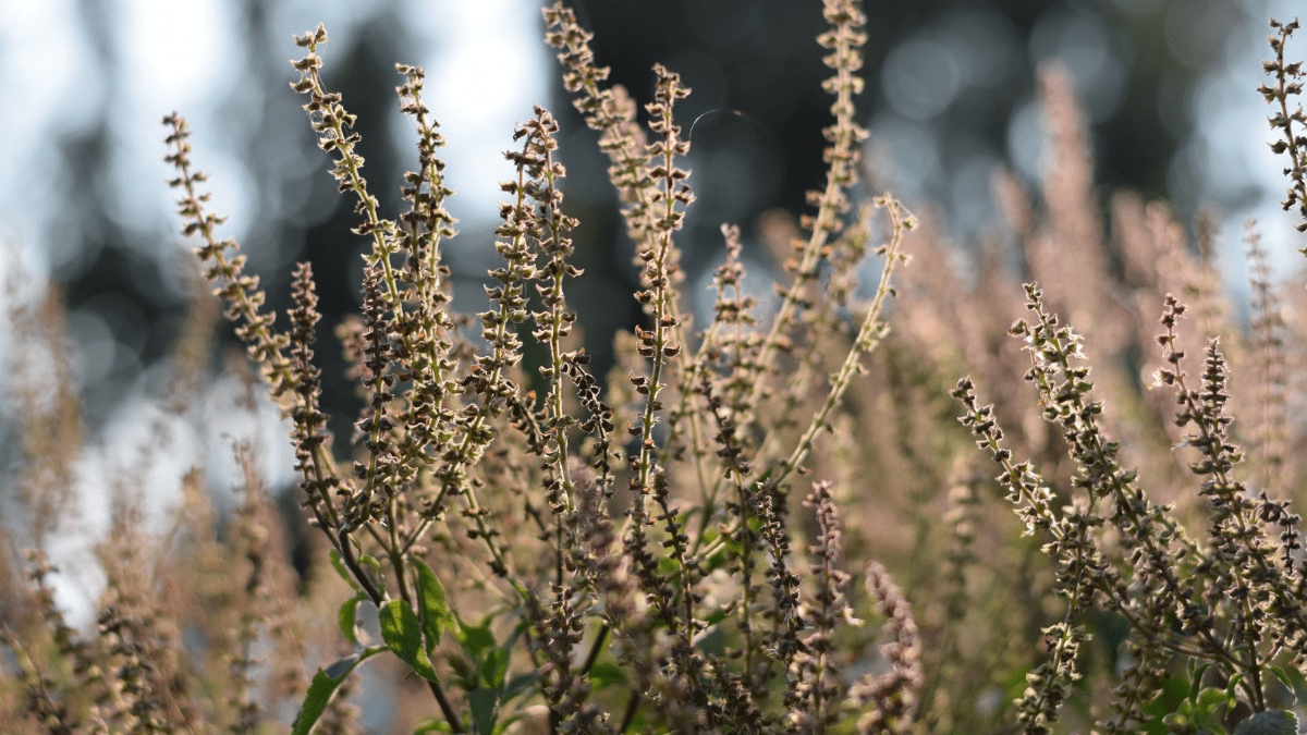 How To Take Care Of Tulsi In Winter तुळशीचे रोप हिवाळ्यात वारंवार सुकतेय का? मग या सोप्या ट्रिक्स वापरून