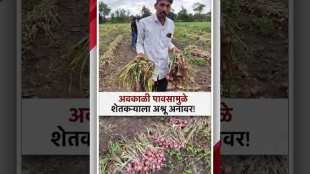 Heavy loss to farmers due to unseasonal rains in solapur video viral