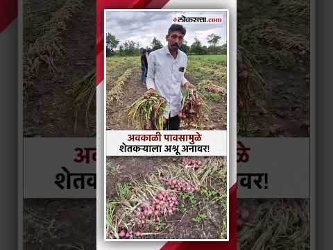 Heavy loss to farmers due to unseasonal rains in solapur video viral