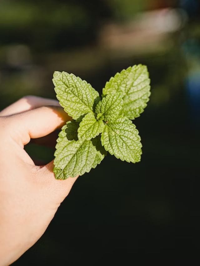 pudina mint leaves health benefits of pudina fudina na fayda health tips gujarati news