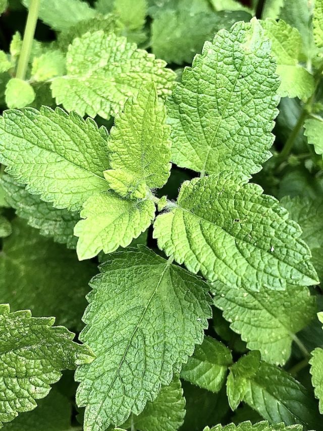 pudina mint leaves health benefits of pudina fudina na fayda health tips gujarati news