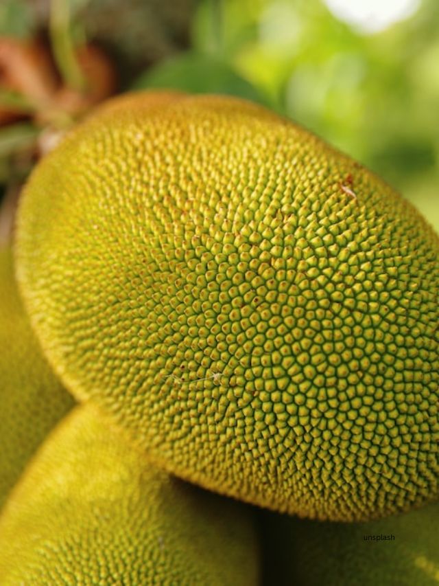 Jackfruits benefits health tips diabetes, pregnancy