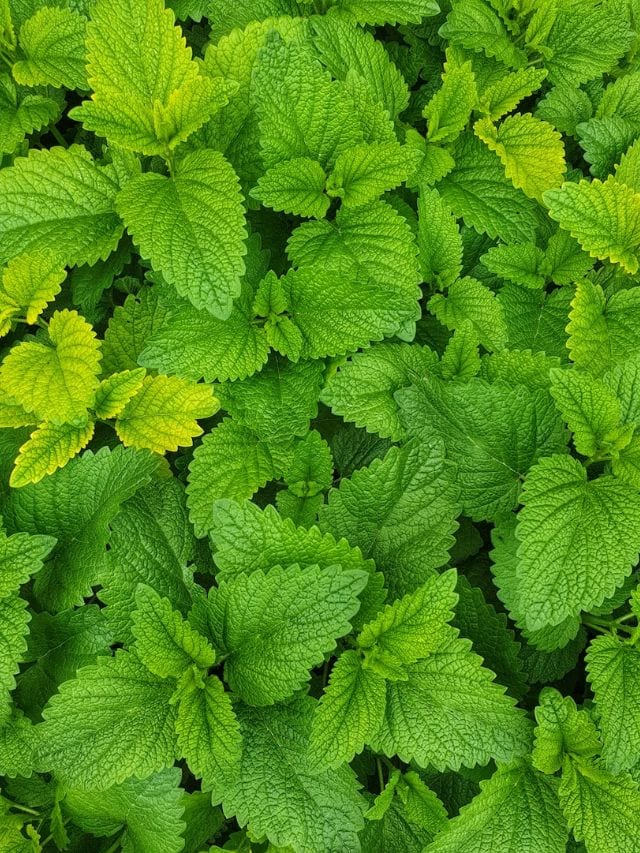 pudina mint leaves health benefits of pudina fudina na fayda health tips gujarati news