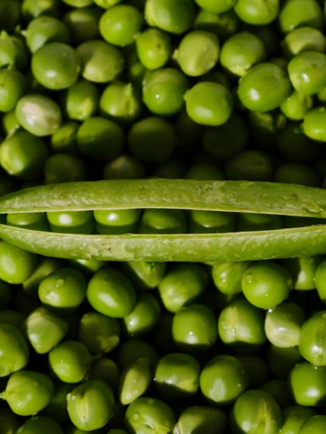 green peas nutrition profile benefits winter vegetables health tips gujarati news
