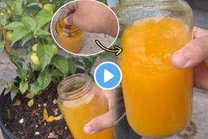 Video 2 Rupees Jugaad To Disinfect Remove Fungus From Soil That Will Help Tulsi Tomatoes Plants To Grow Faster Garden Hack Marathi