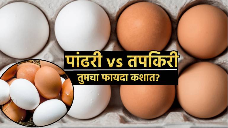 White or Brown Eggs Which Is Better In Nutrition Why Egg Shells Has Different Colour What Does It Mean Which eggs Are perfect