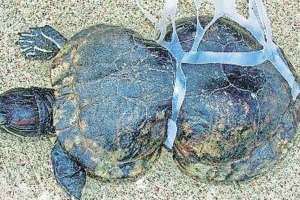 plastic pollution affect marine life plastic trash in the bodies of marine organisms