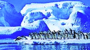 Loksatta kutuhal  Antarctica Day
