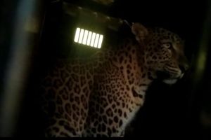 Another leopard cought in Naigaon area