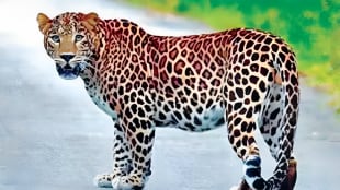 leopards came Chikhli search of prey water pune