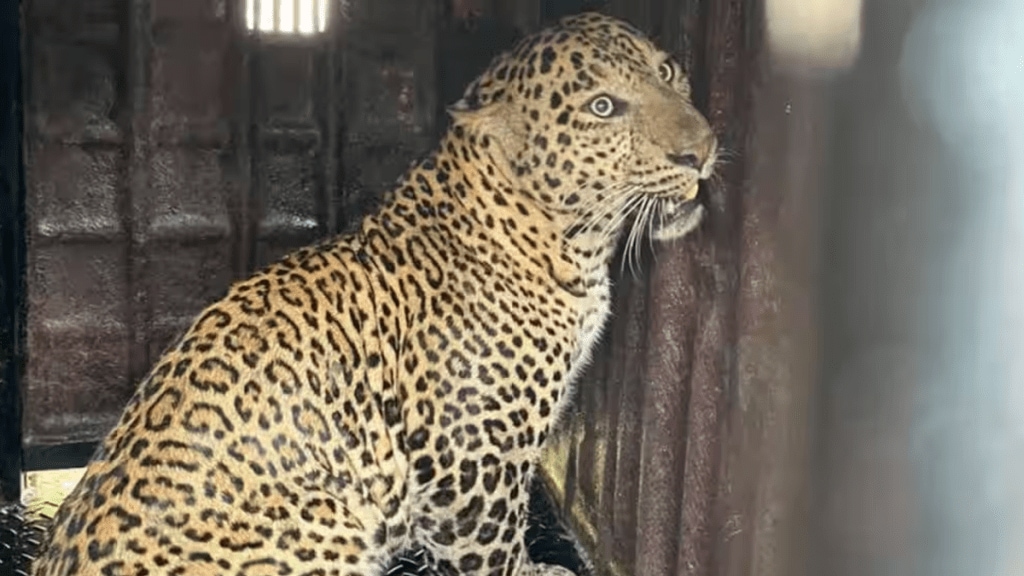 leopard caught jailed Jaibhavani road area Nashik