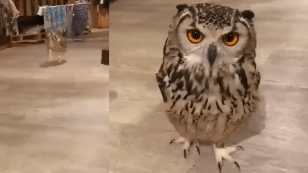 have you ever seen an owl running then must watch this video