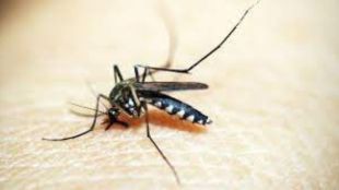 Effect of temperature change life expectancy of mosquitoes increased the risk of malaria