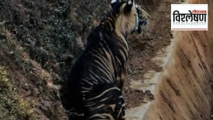 What is the secret of black tigers in Odisha Similipal Tiger Project
