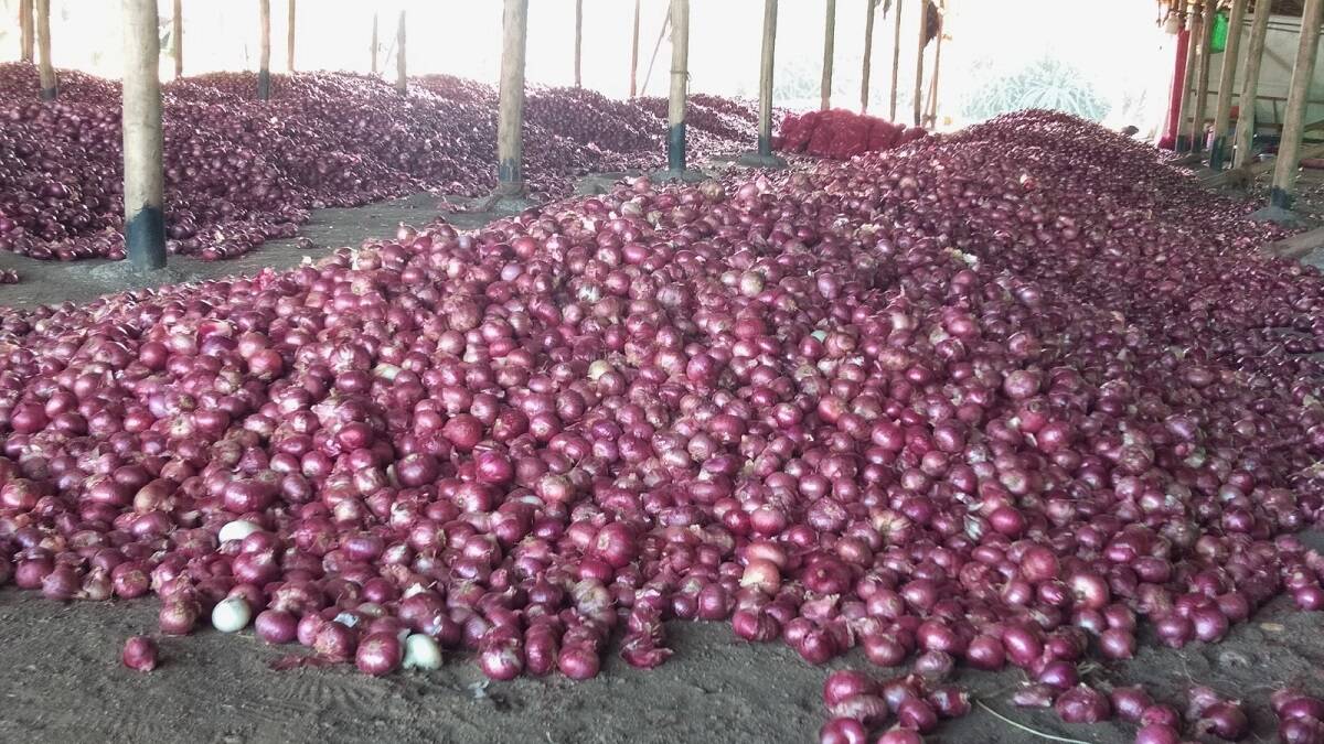 onion market dilemma red onion prices fall due to surplus supply