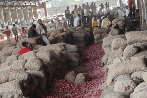 high arrival onions price falling solapur farmers sad