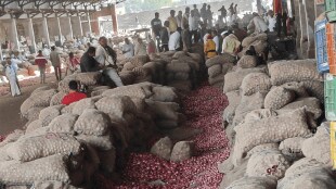 high arrival onions price falling solapur farmers sad