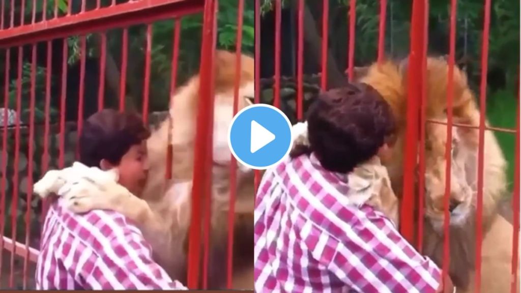A lion hugs a woman by watching video you will not believe video goes viral