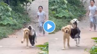 funny video