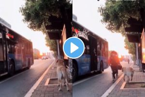 a dog is waiting for owner to come home on bus stop video goes viral of pet lovers on instagram social media