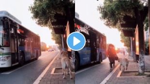 a dog is waiting for owner to come home on bus stop video goes viral of pet lovers on instagram social media