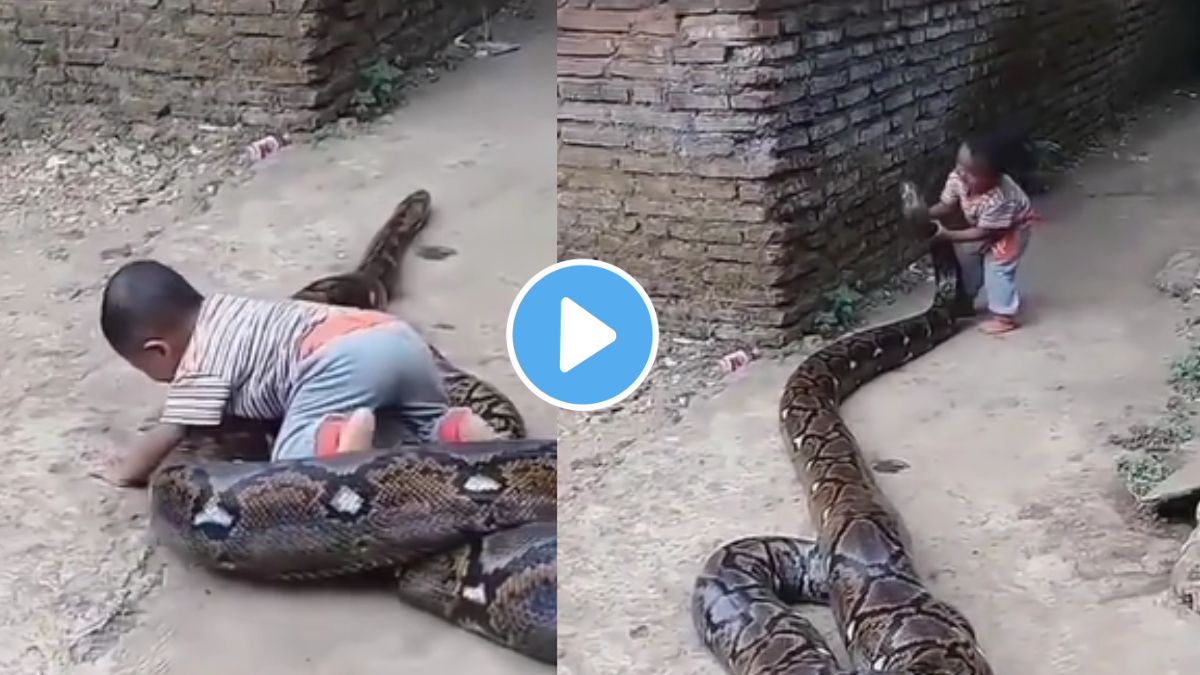 VIDEO : चिमुकला चक्क अजगराबरोबर खेळतोय; पाहून नेटकरी संतापले, व्हिडीओ ...
