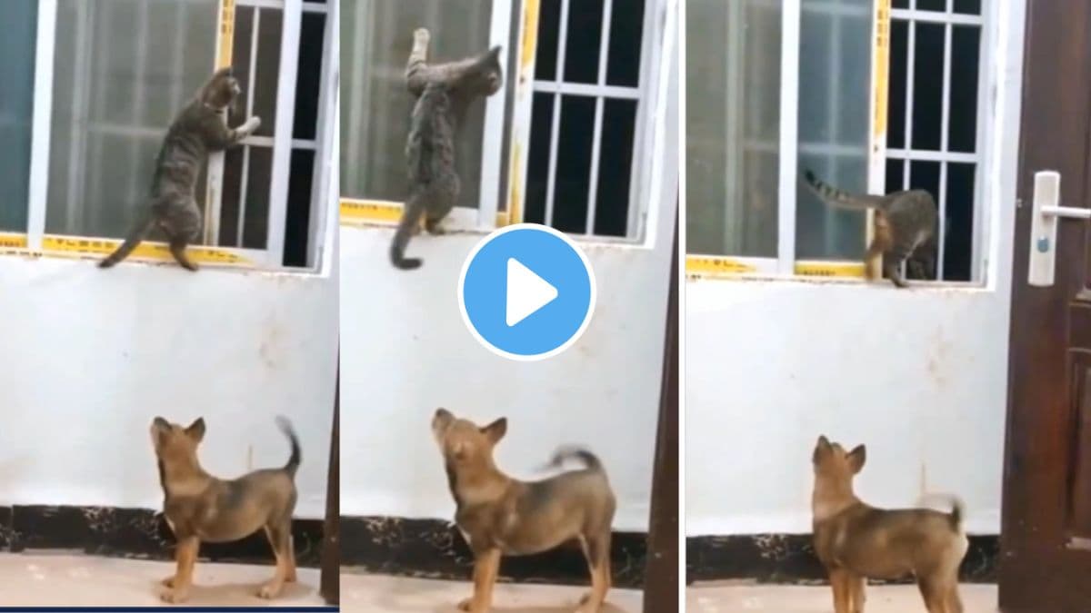 cat dog funny video