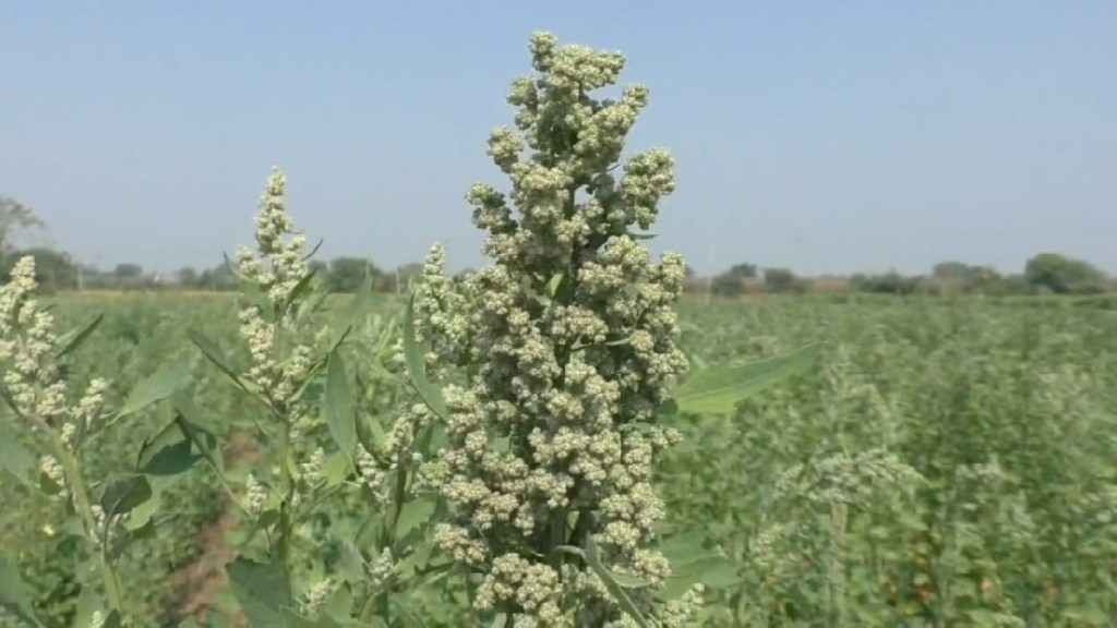 A unique experiment in quinoa farming at Kondala Zamre in Washim Taluka