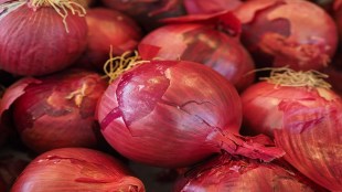 onions in Solapur