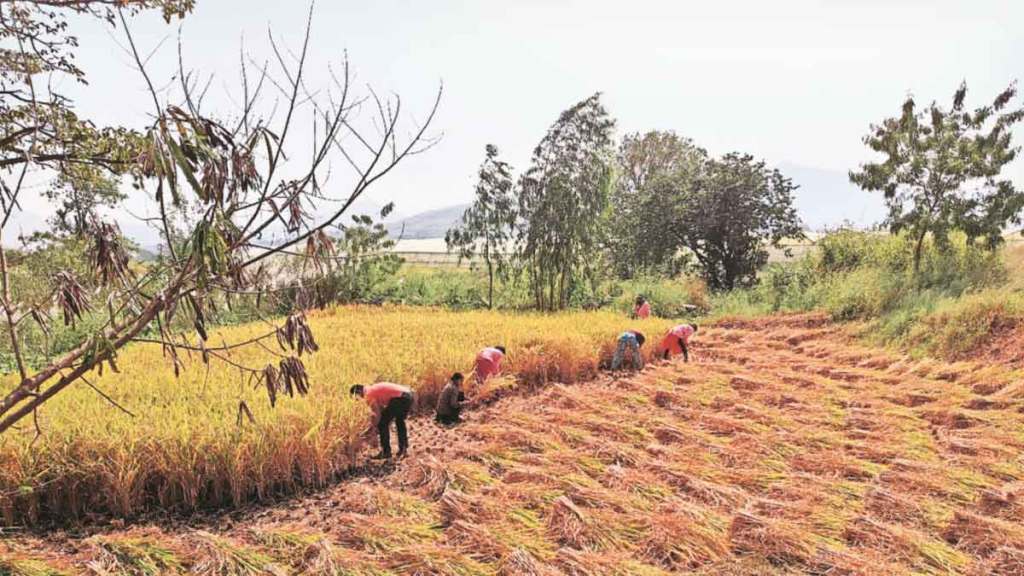 indrayani rice production decline due to poor rain