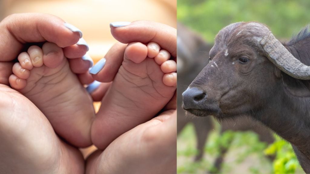 six month innocent baby died buffalo drops dung on face