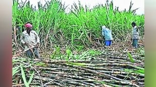 Sugarcane field under water due to rain in Solapur