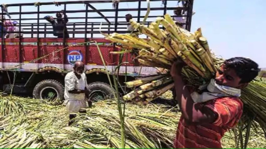 sugarcane crushing season delay due to low output